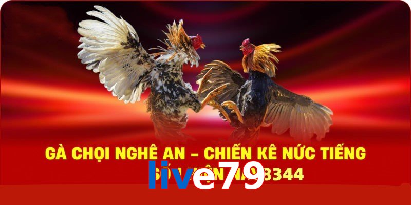 Gà Chọi Nghệ An – Chiến Kê Nức Tiếng Số 1 Hiện Nay